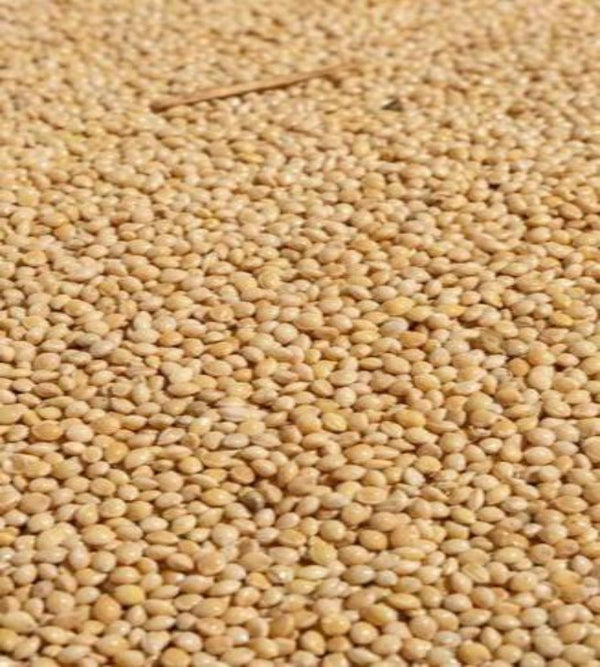 PROSO MILLETS